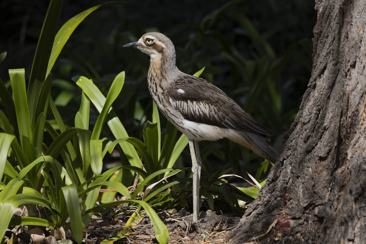 Bush Thick-knee - ML644632596