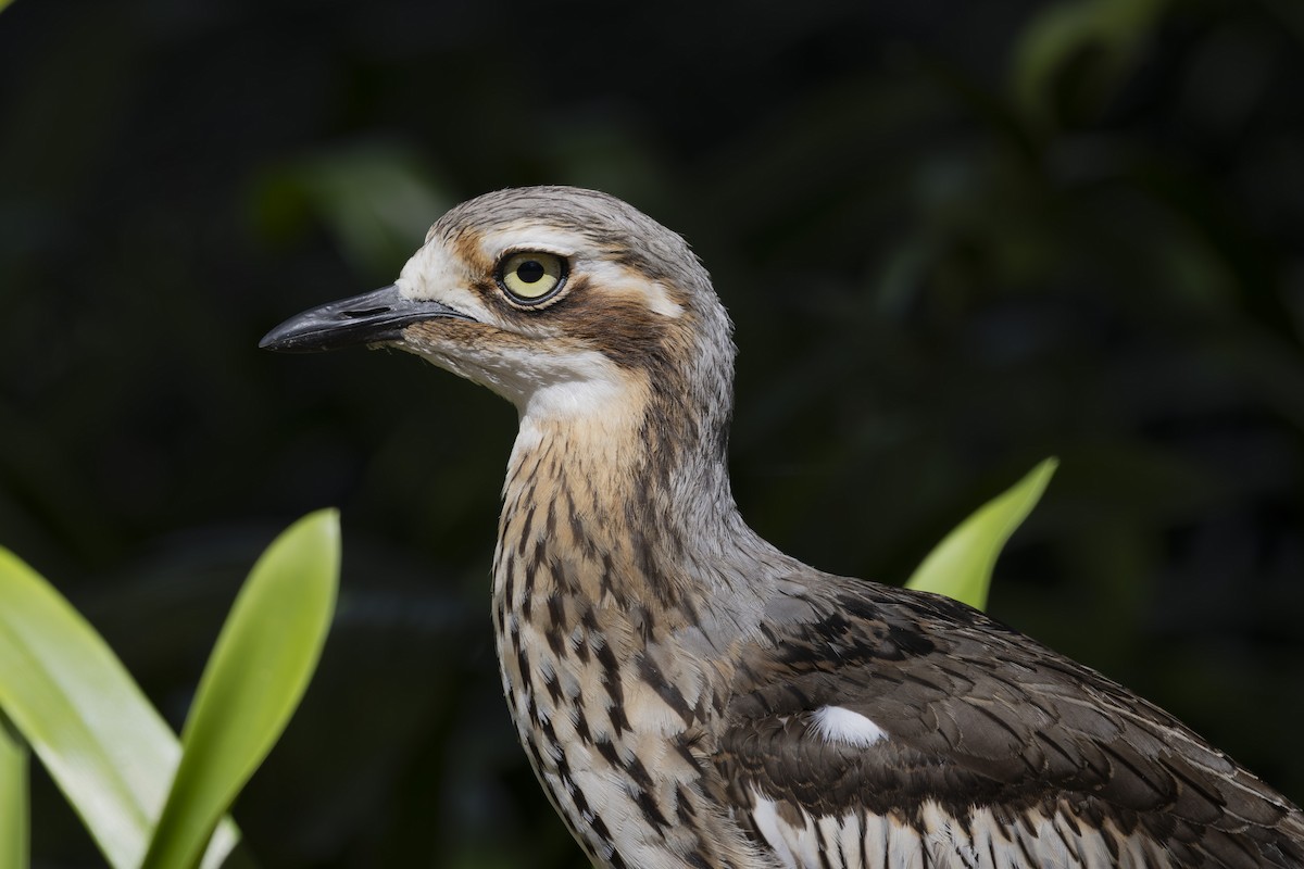 Bush Thick-knee - ML644632597