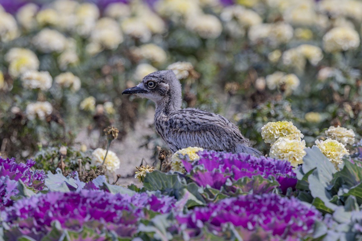 Bush Thick-knee - ML644632598