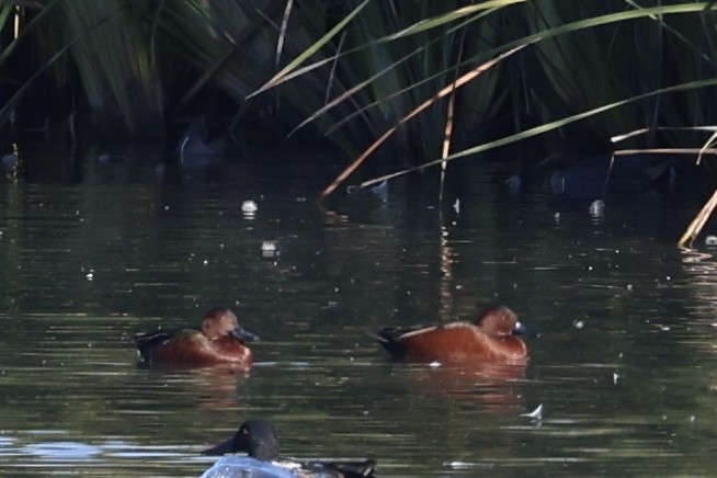 Cinnamon Teal - ML644632599