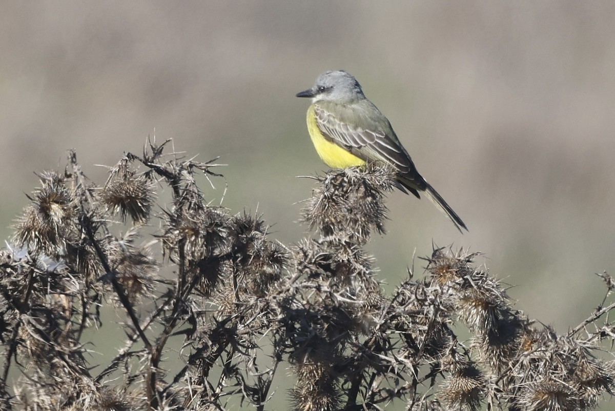 Tropical Kingbird - ML644632601