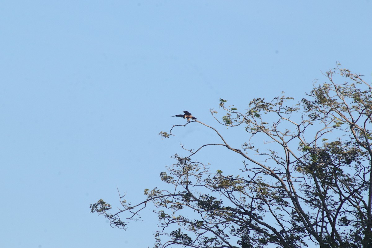 Peregrine Falcon - ML644632606