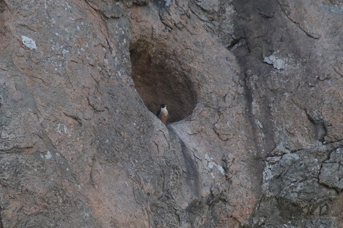 Peregrine Falcon - ML644632609