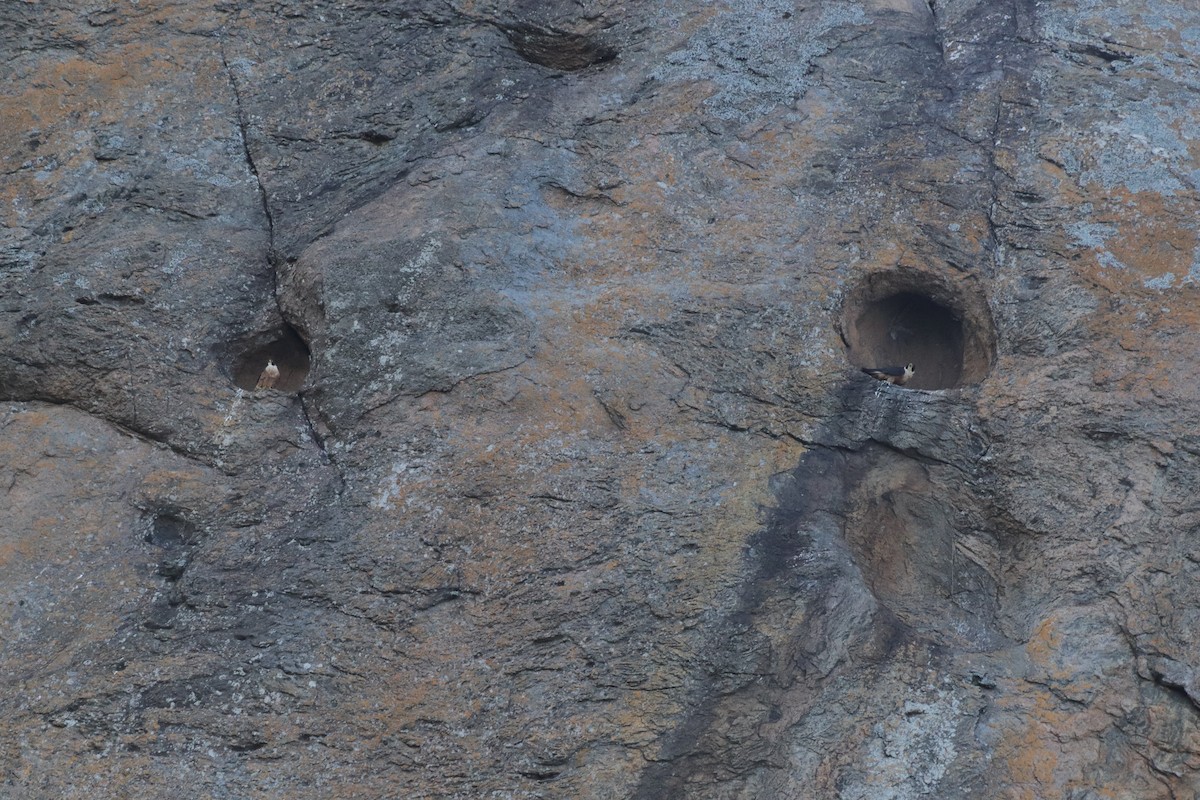 Peregrine Falcon - ML644632612