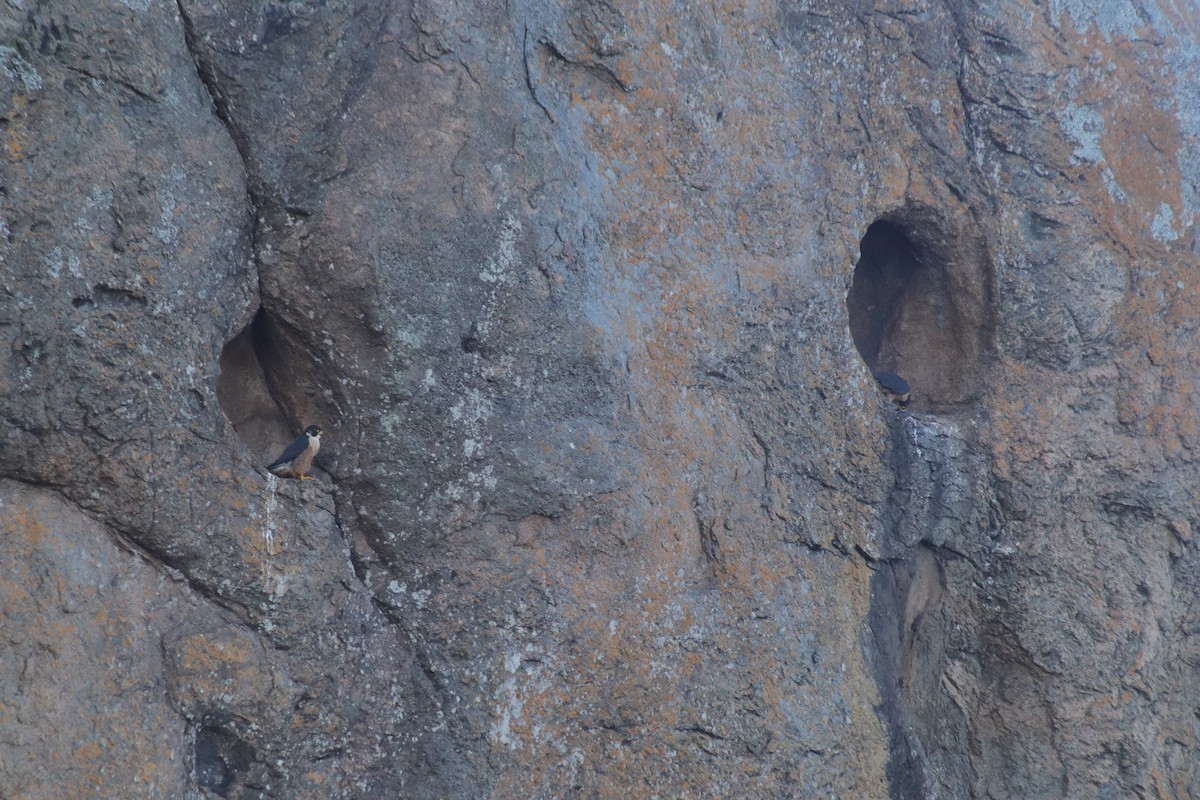 Peregrine Falcon - ML644632613