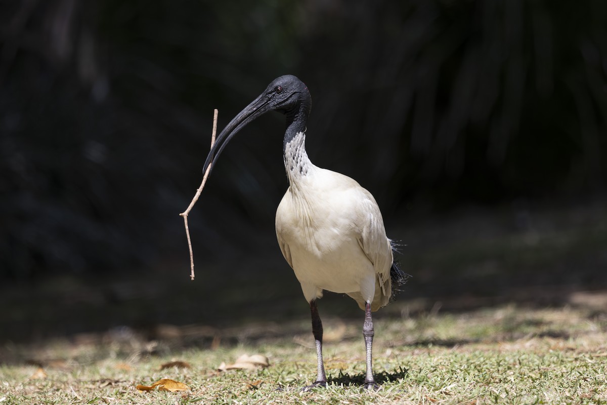Australian Ibis - ML644632614