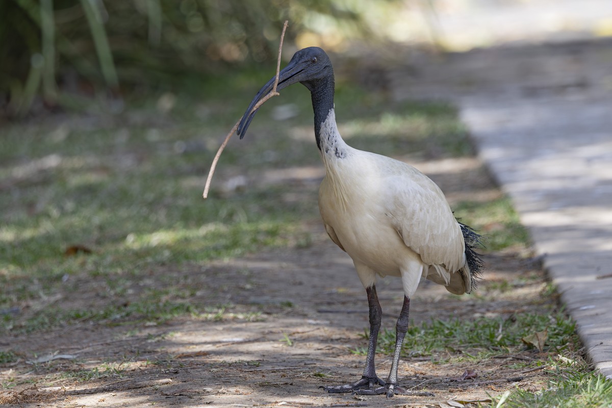 Australian Ibis - ML644632615