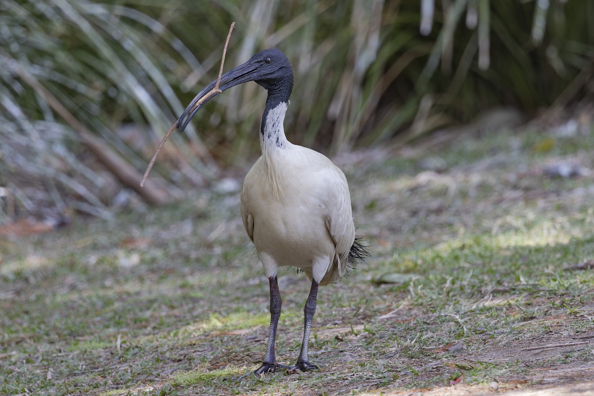 Australian Ibis - ML644632616