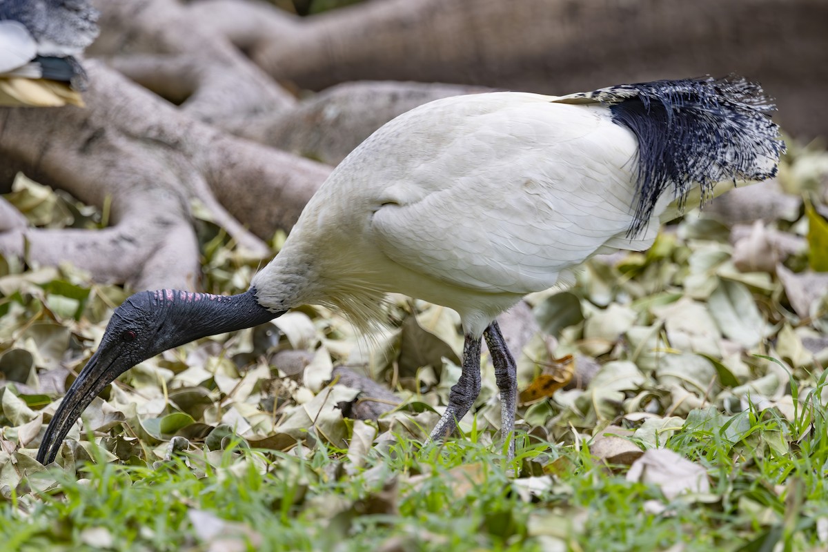 Australian Ibis - ML644632617