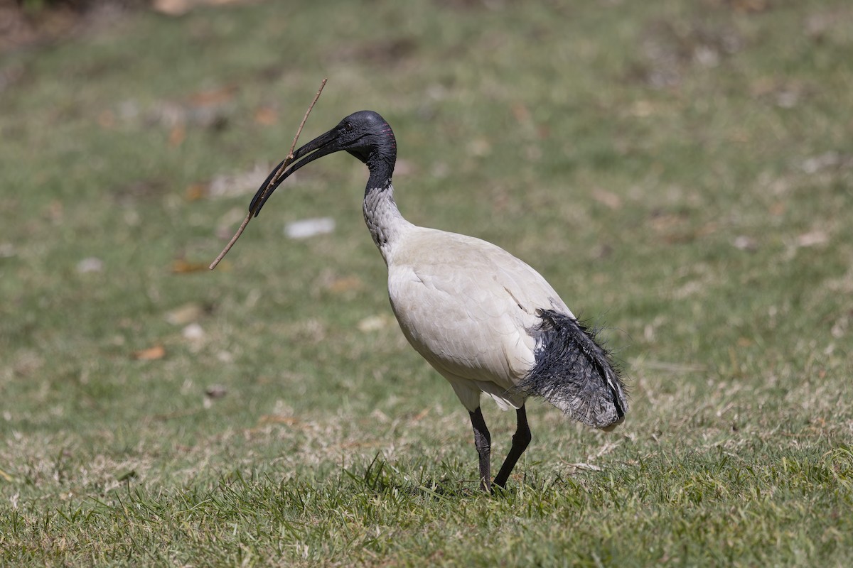 Australian Ibis - ML644632618