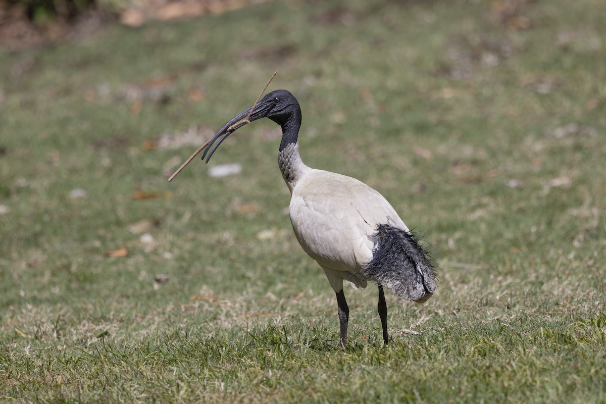 Australian Ibis - ML644632619