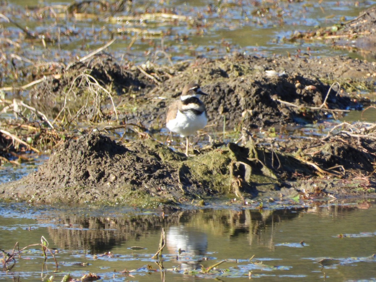Killdeer - ML644632620