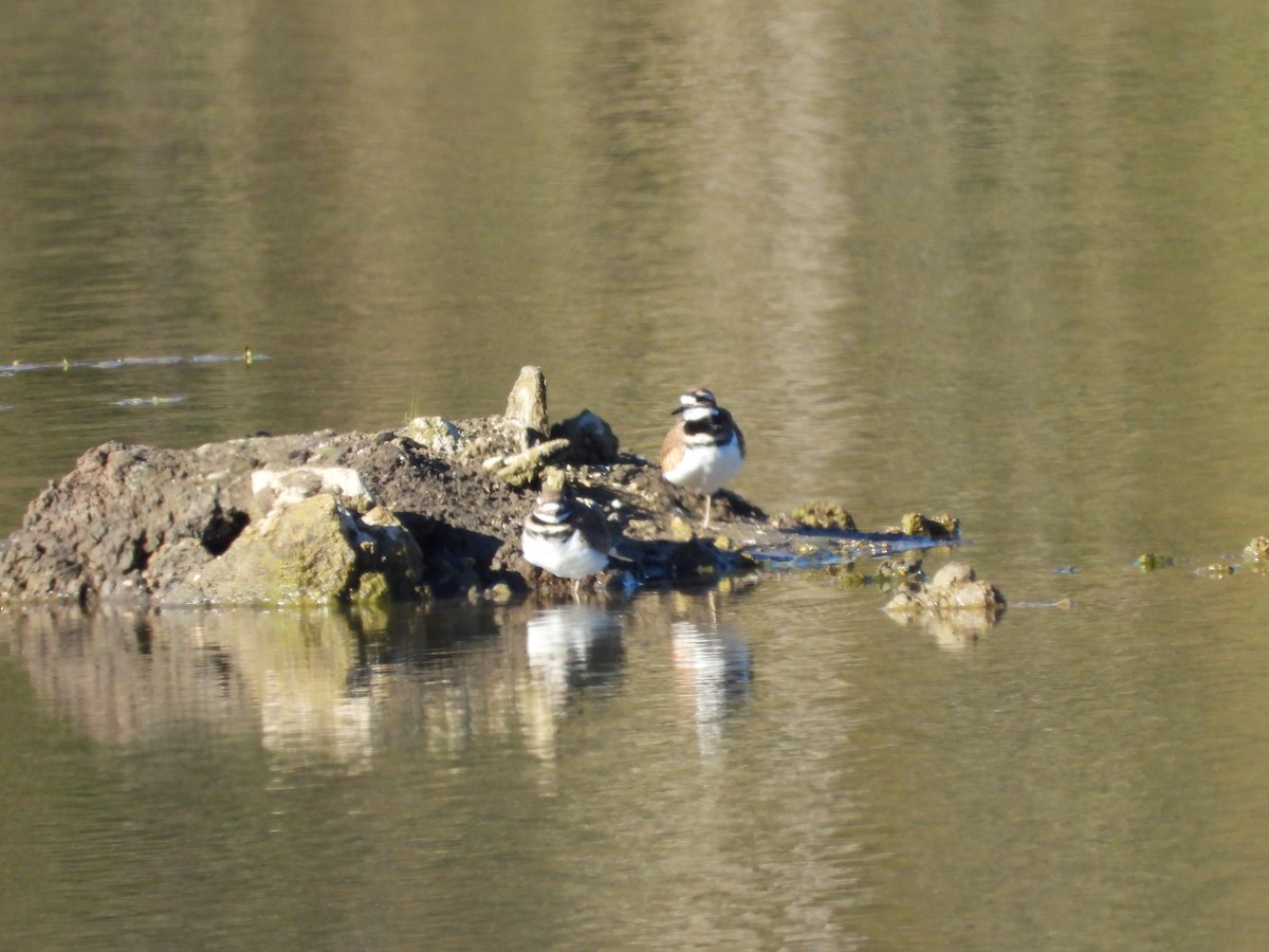 Killdeer - ML644632621