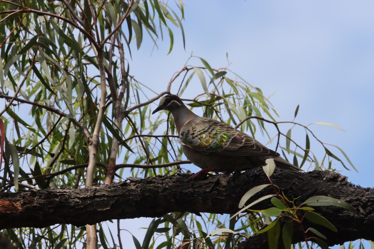 Common Bronzewing - ML644632622