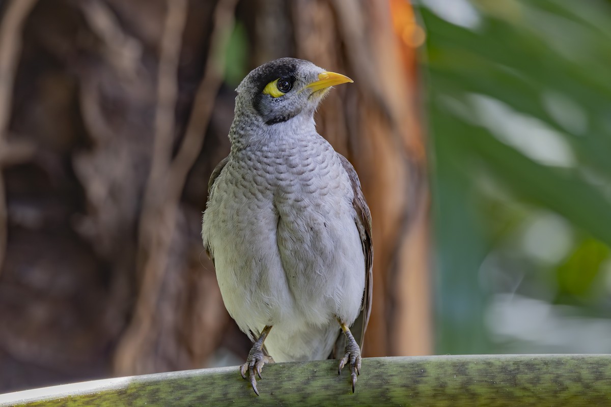 Noisy Miner - ML644632628