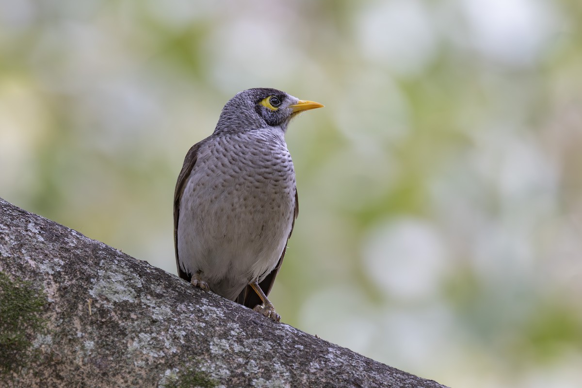 Noisy Miner - ML644632629