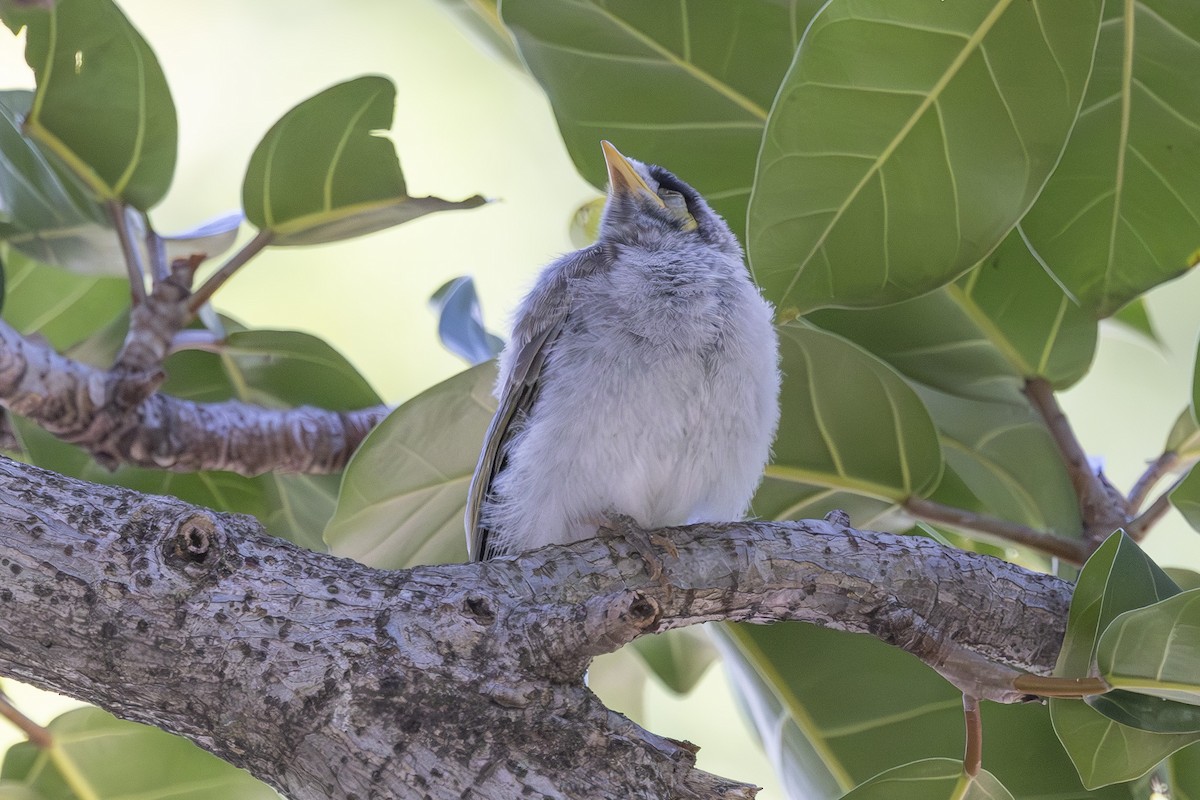 Noisy Miner - ML644632630