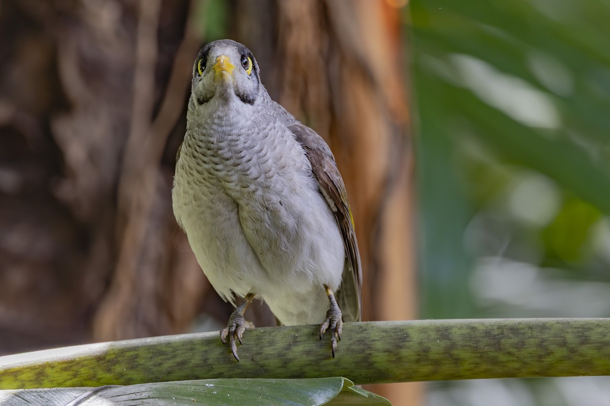 Noisy Miner - ML644632631