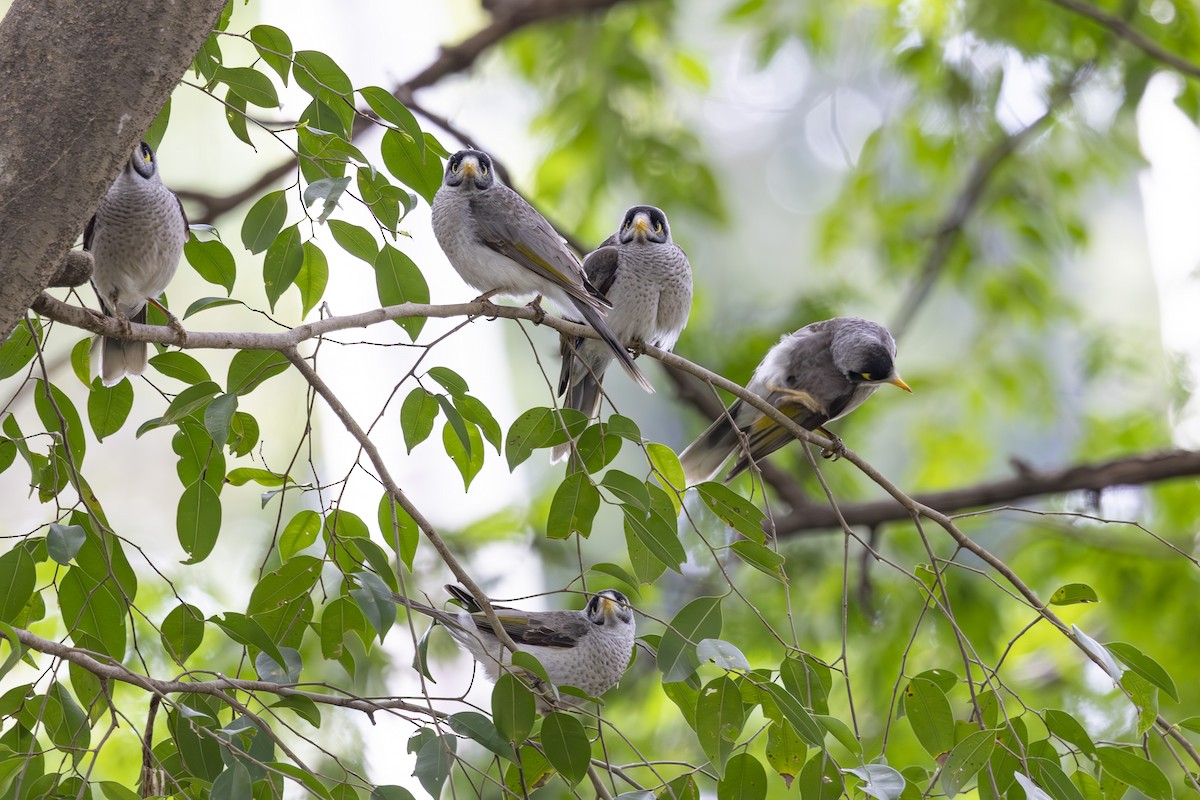 Noisy Miner - ML644632632