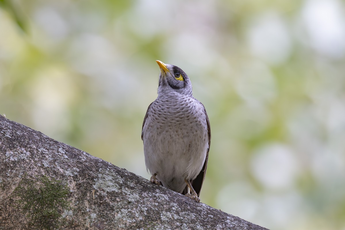 Noisy Miner - ML644632633