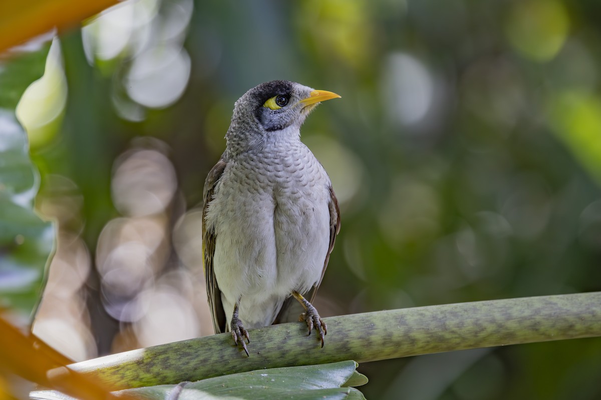Noisy Miner - ML644632634