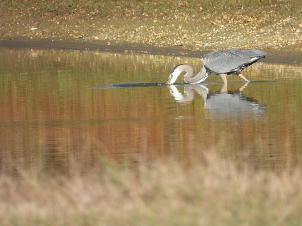 herodiashegre - ML644632641