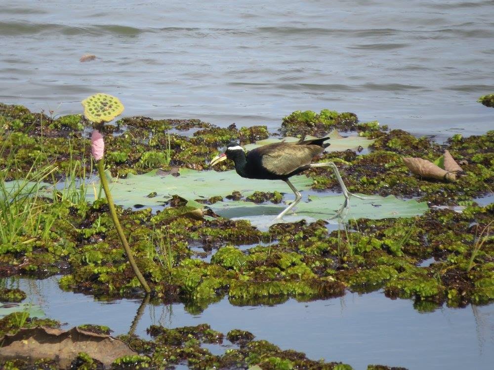 Jacana bronzé - ML644632655