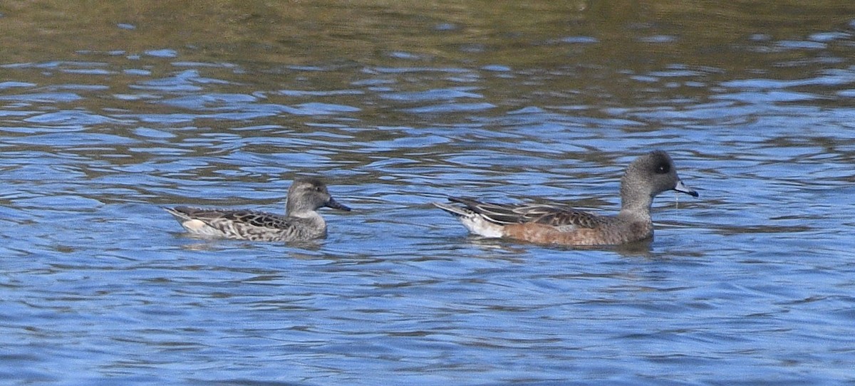 Green-winged Teal - ML644632666