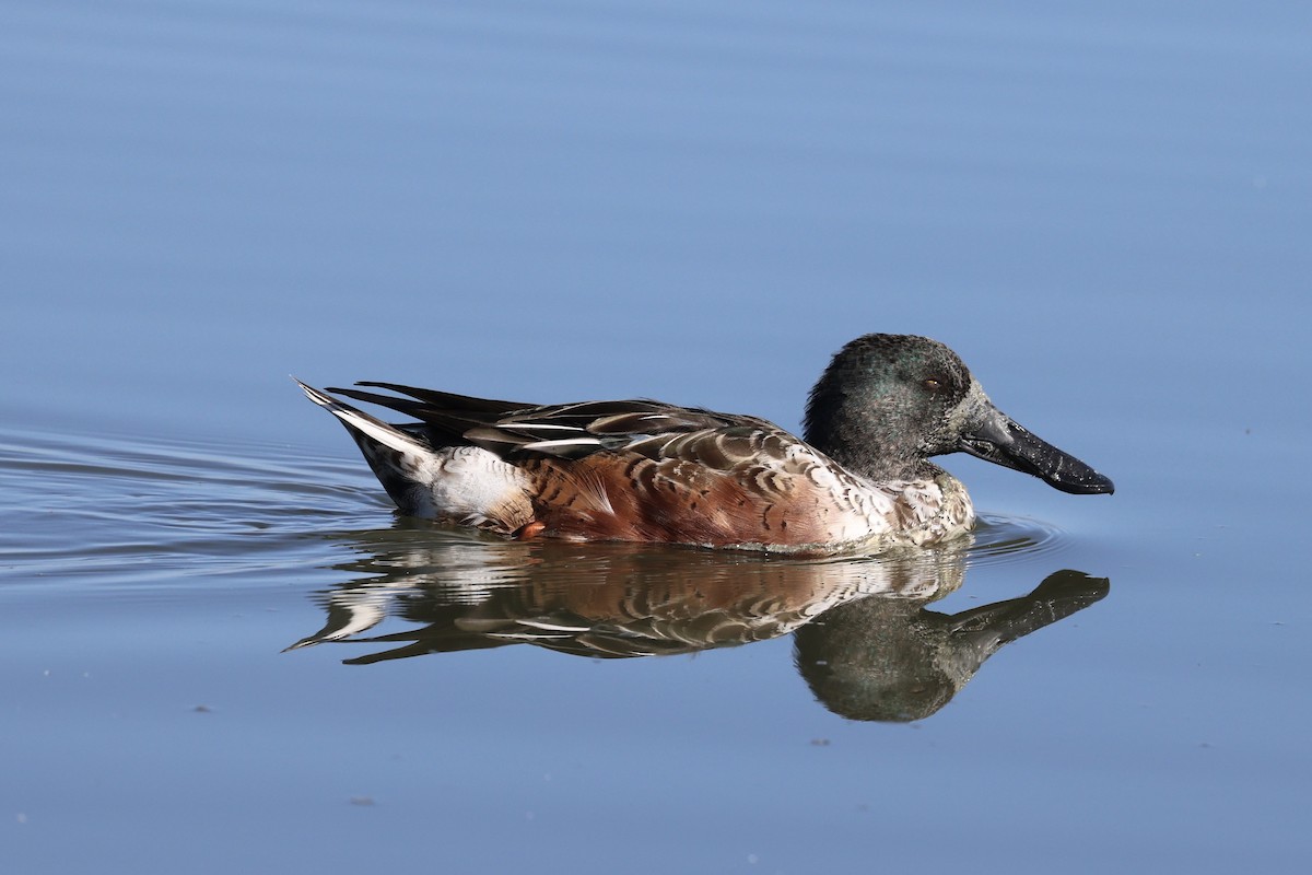 Cuchara Común - ML644632667