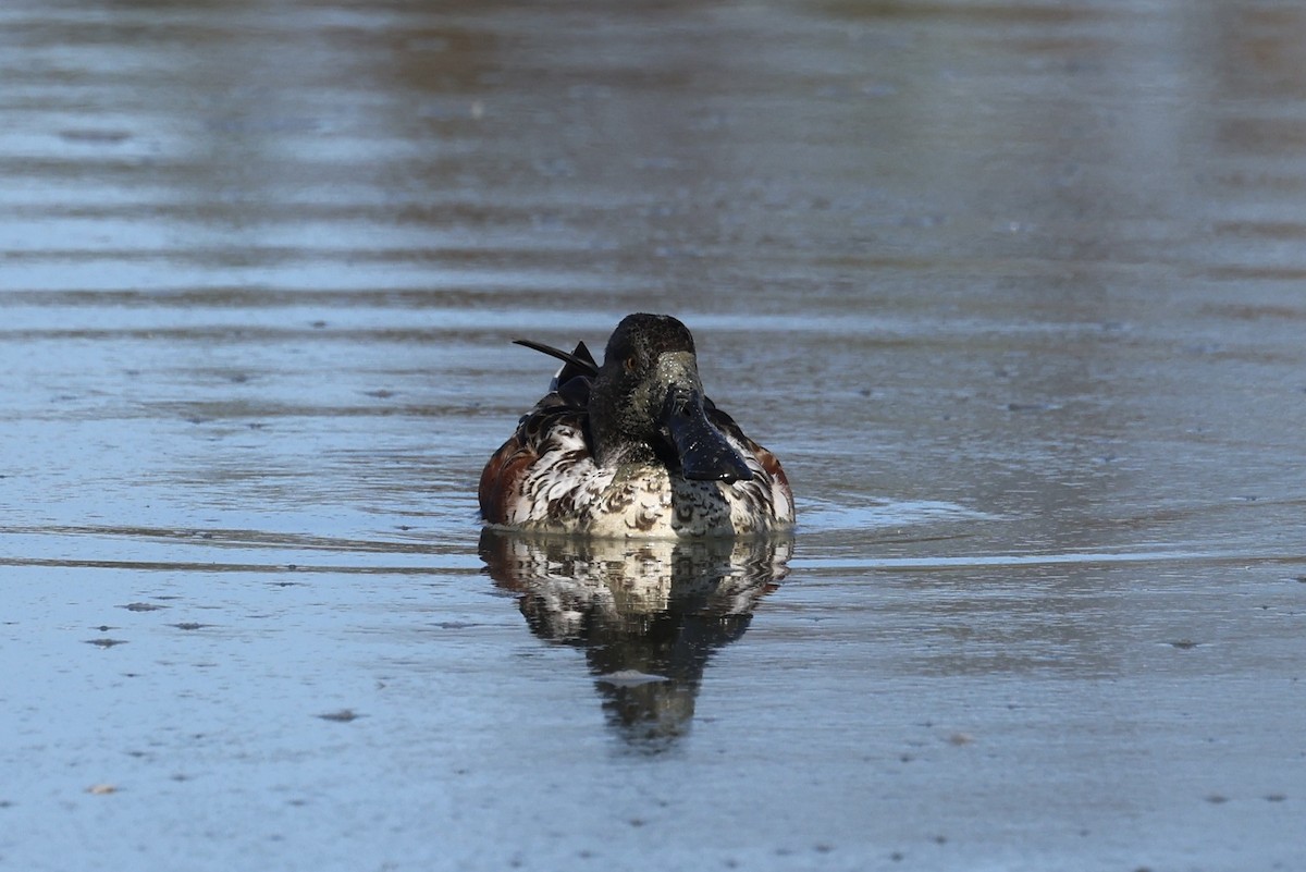 Cuchara Común - ML644632668