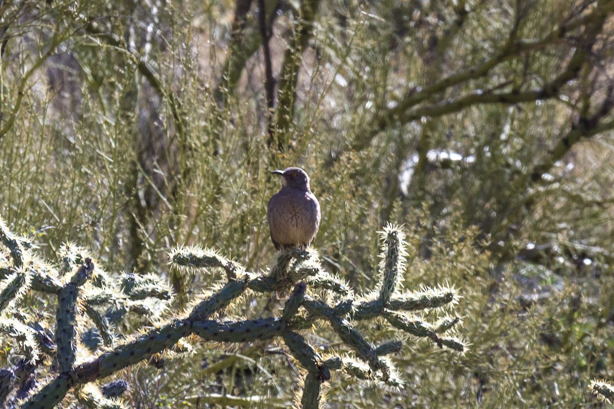Тремблер бурий - ML644632678
