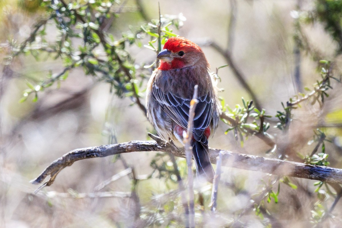 Чечевиця садова - ML644632679