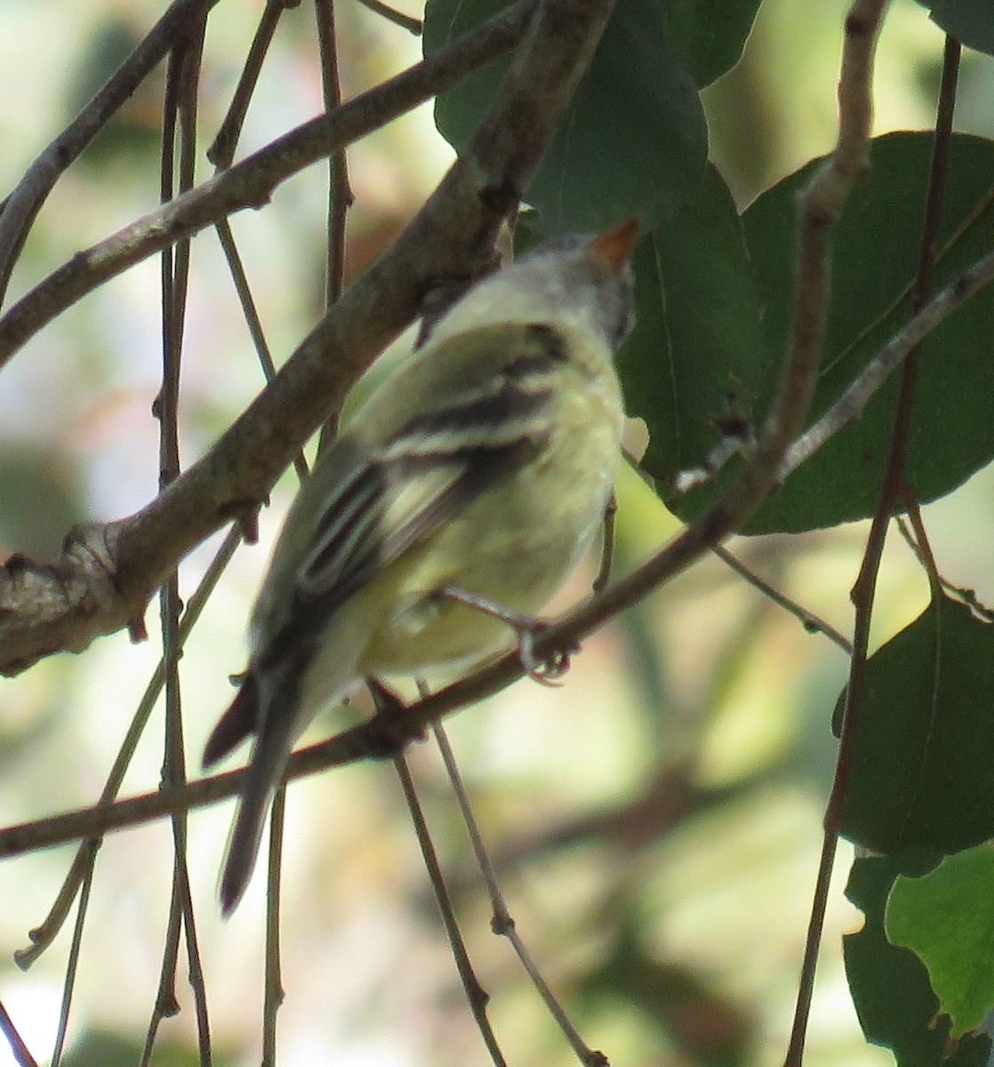 Empidonax sp. - ML644632684