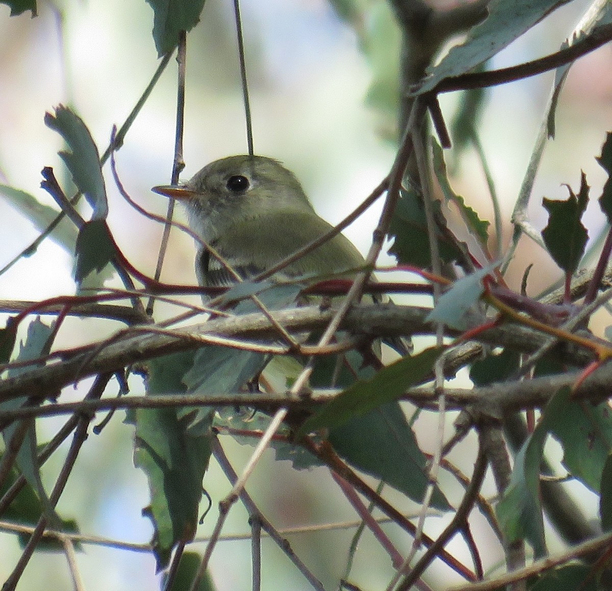 Empidonax sp. - ML644632685