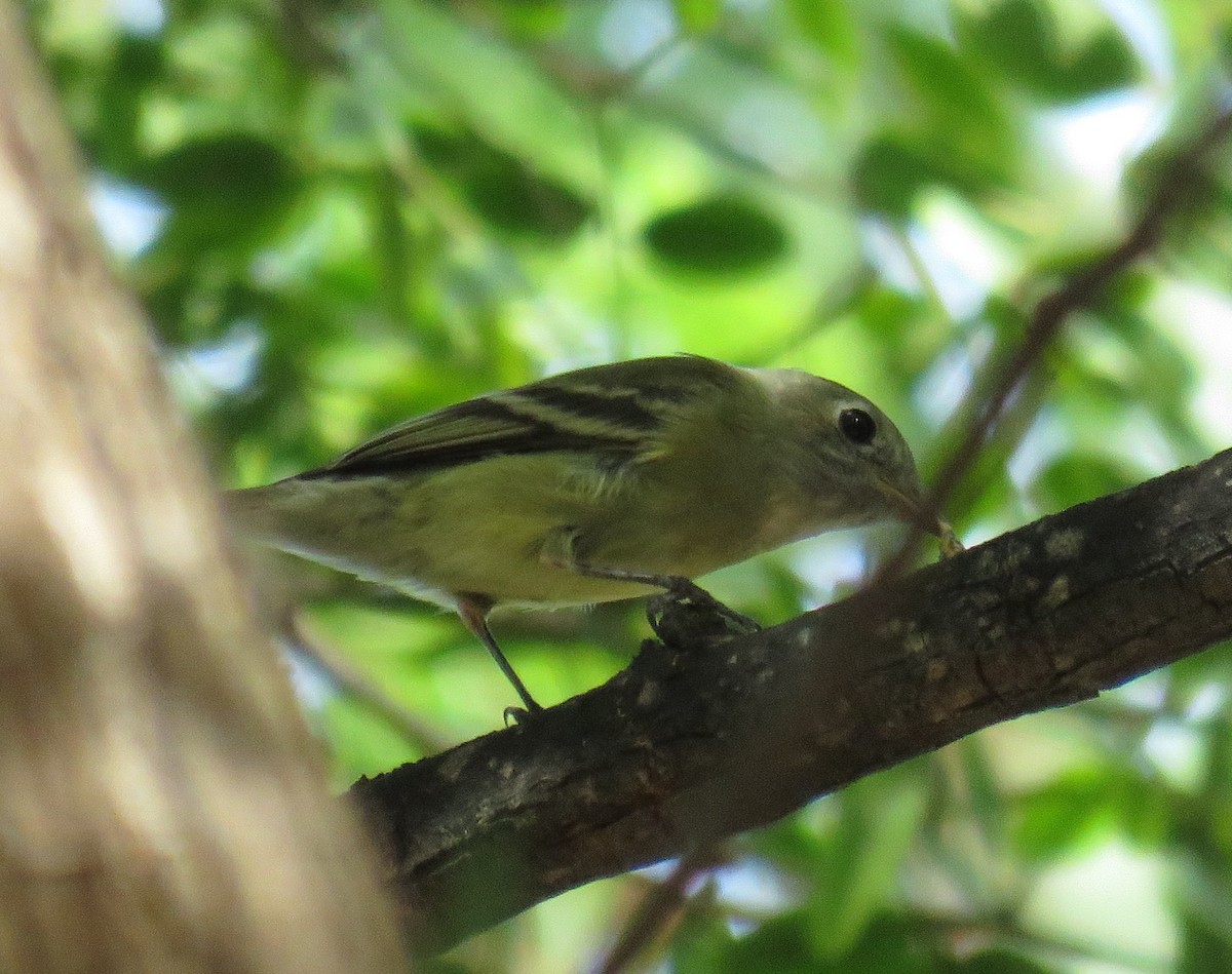 Empidonax sp. - ML644632686