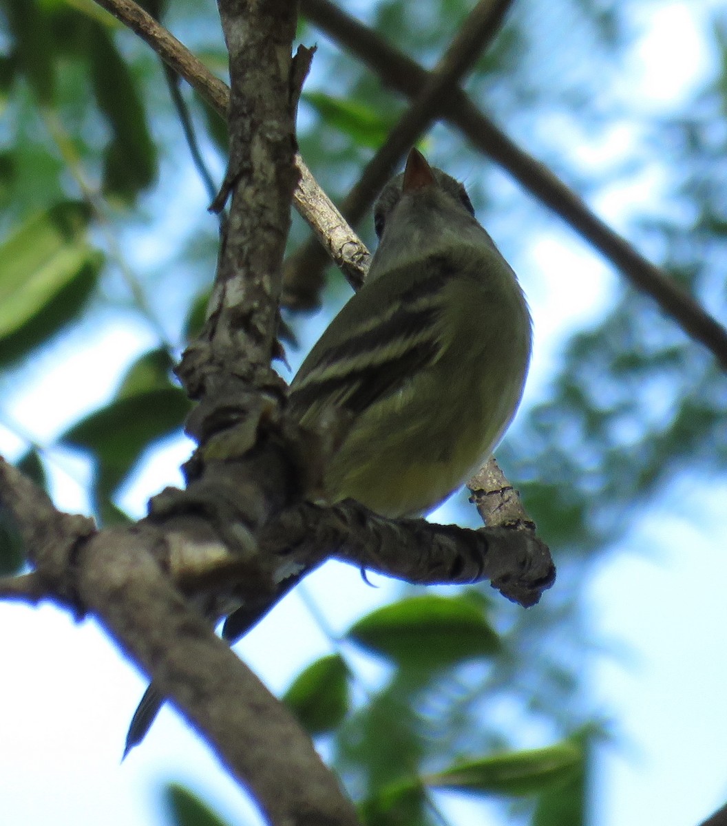 Empidonax sp. - ML644632687