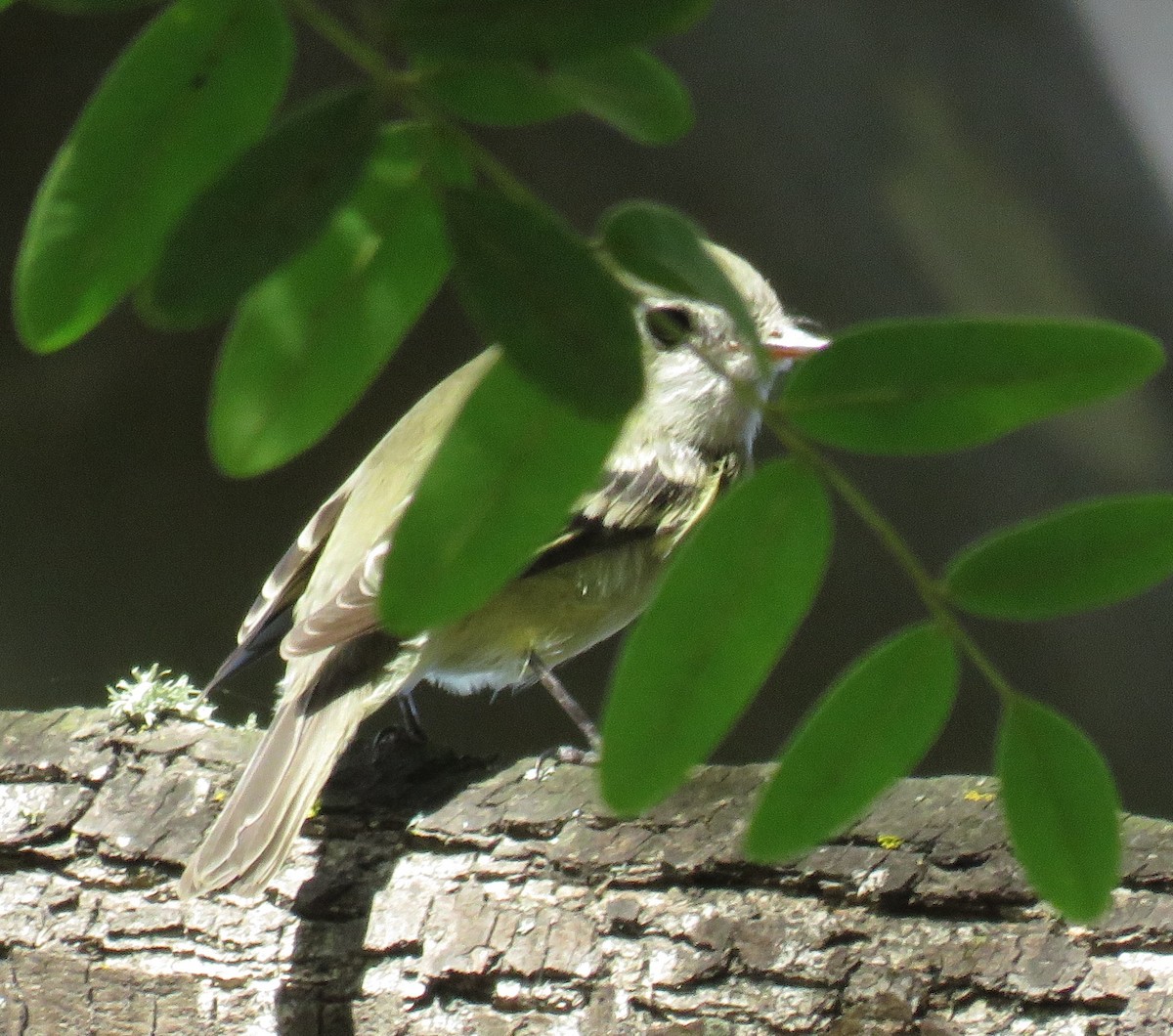 Empidonax sp. - ML644632688