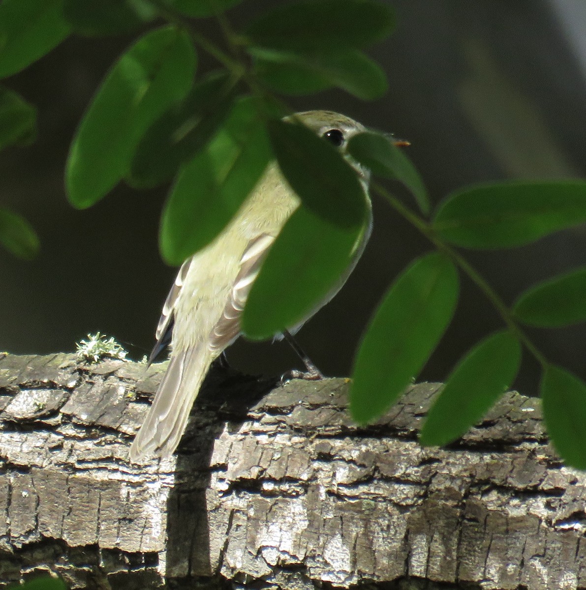 Empidonax sp. - ML644632689