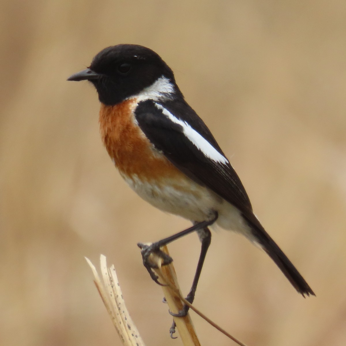 Afrikaschwarzkehlchen - ML644632695