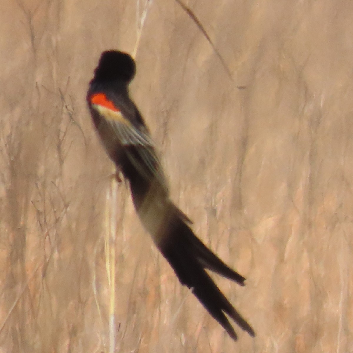 Hahnenschweifweber - ML644632696