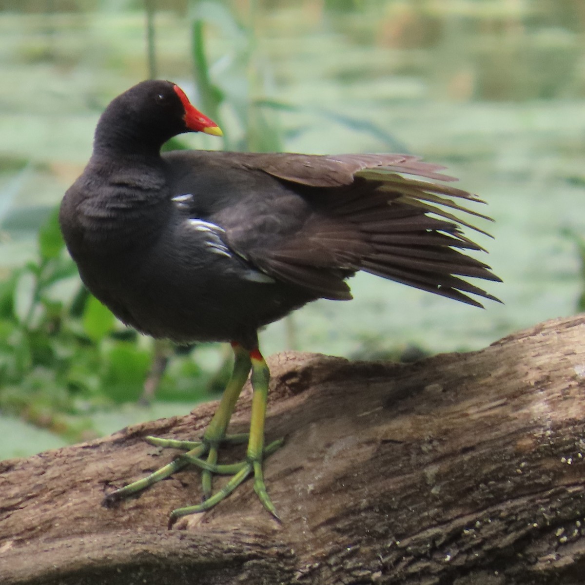 Teichhuhn - ML644632697