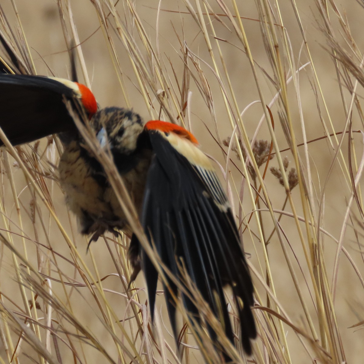 Hahnenschweifweber - ML644632698