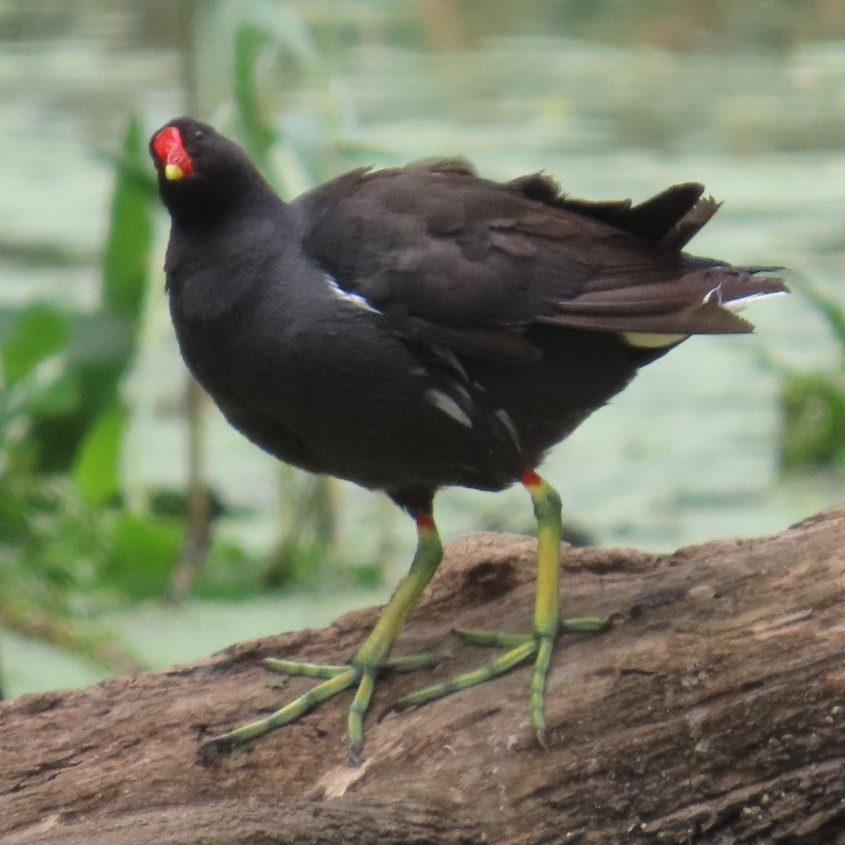 Teichhuhn - ML644632699