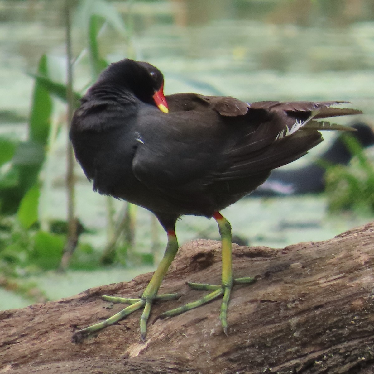 Teichhuhn - ML644632700