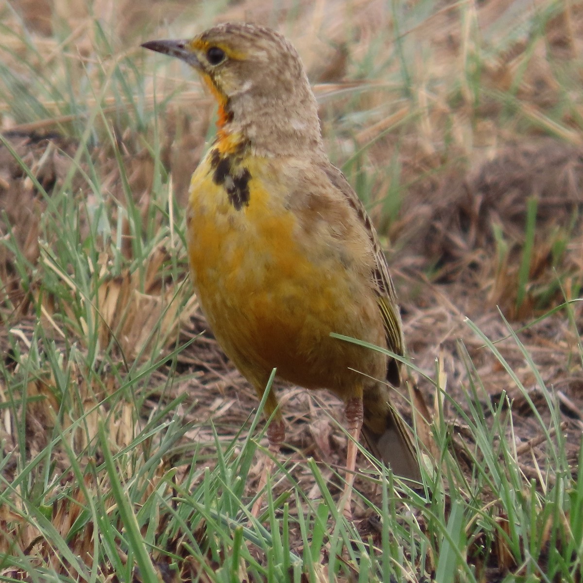 Kappieper - ML644632701