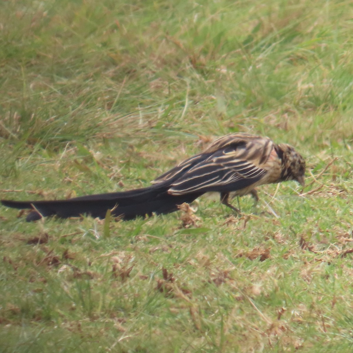 Hahnenschweifweber - ML644632702