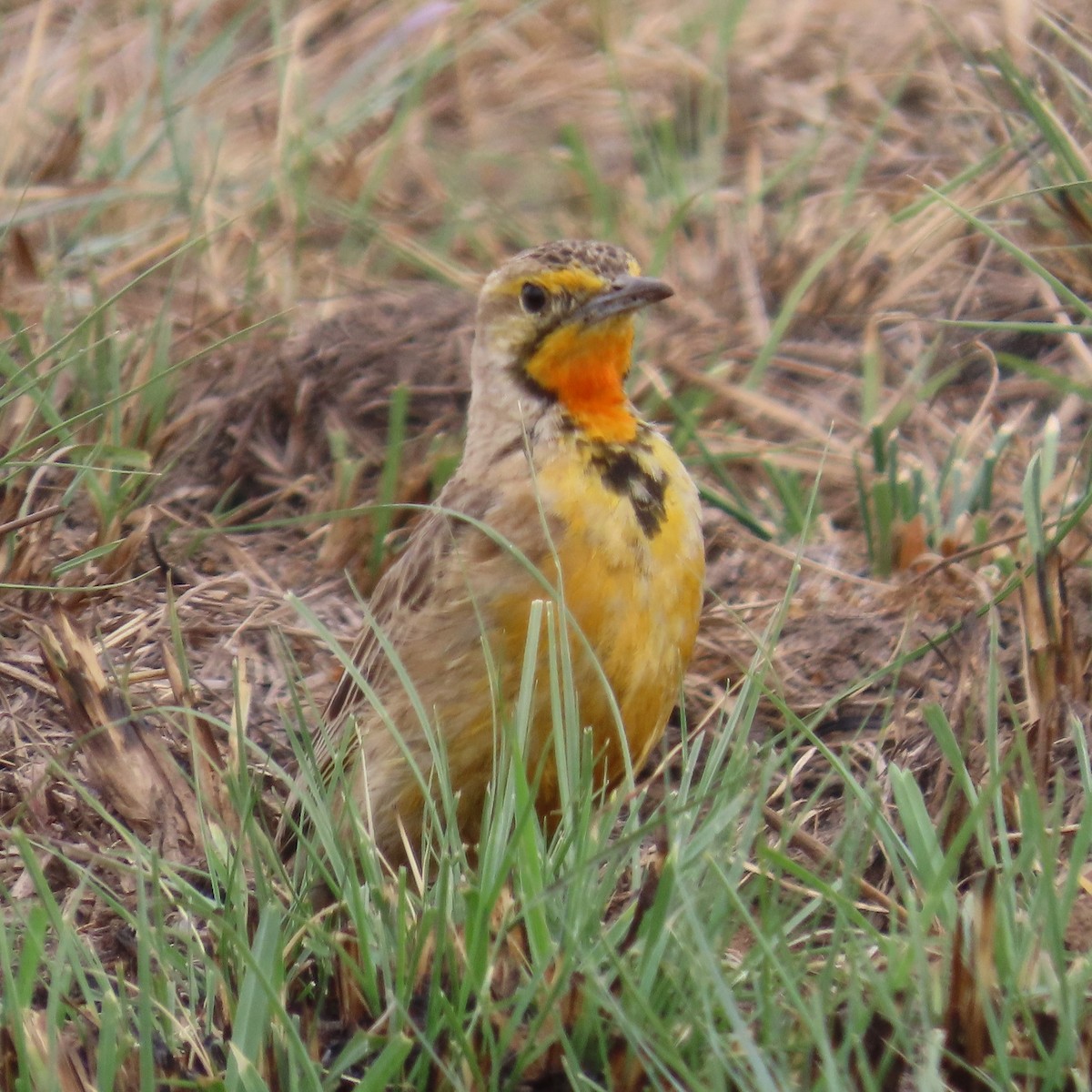 Kappieper - ML644632703