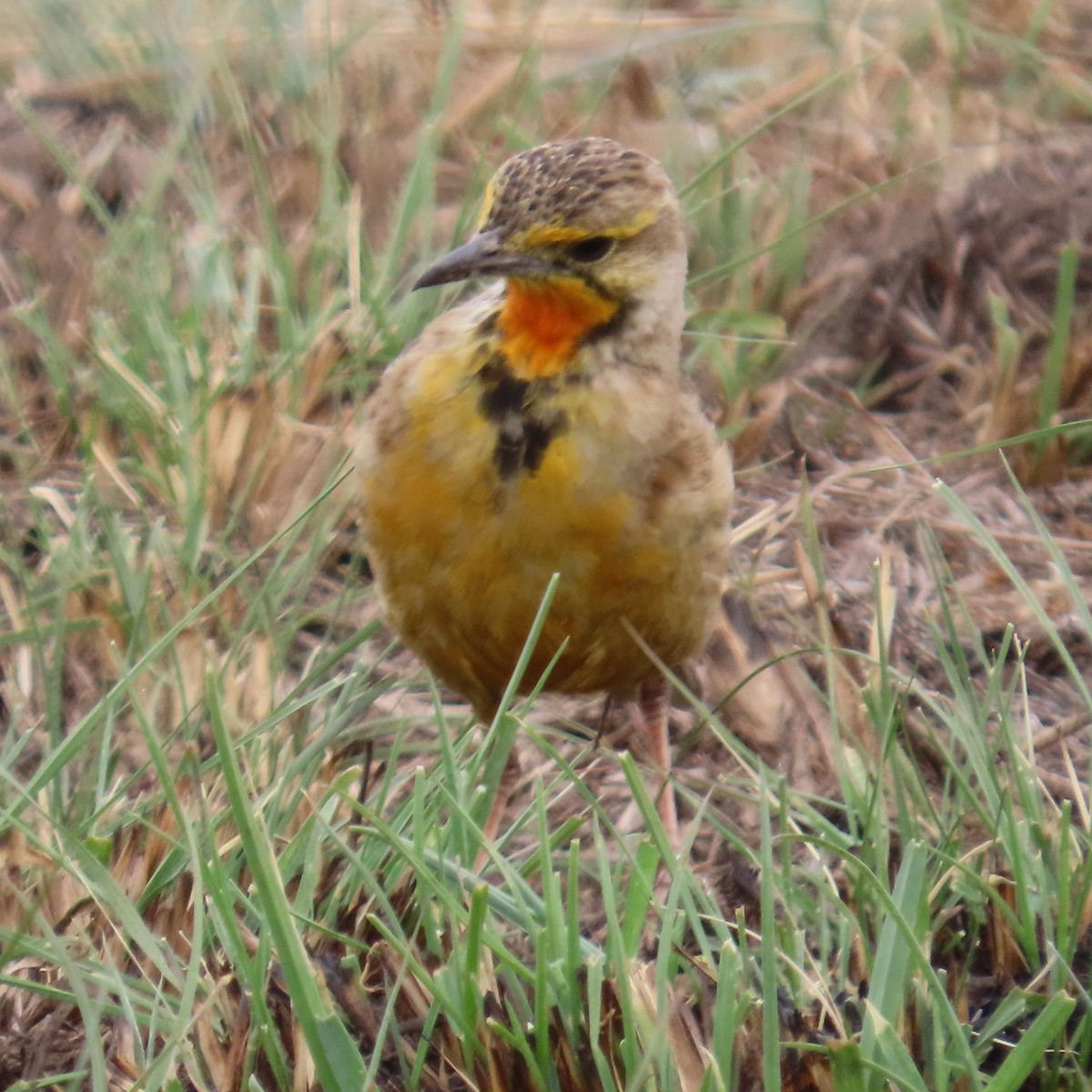 Kappieper - ML644632704