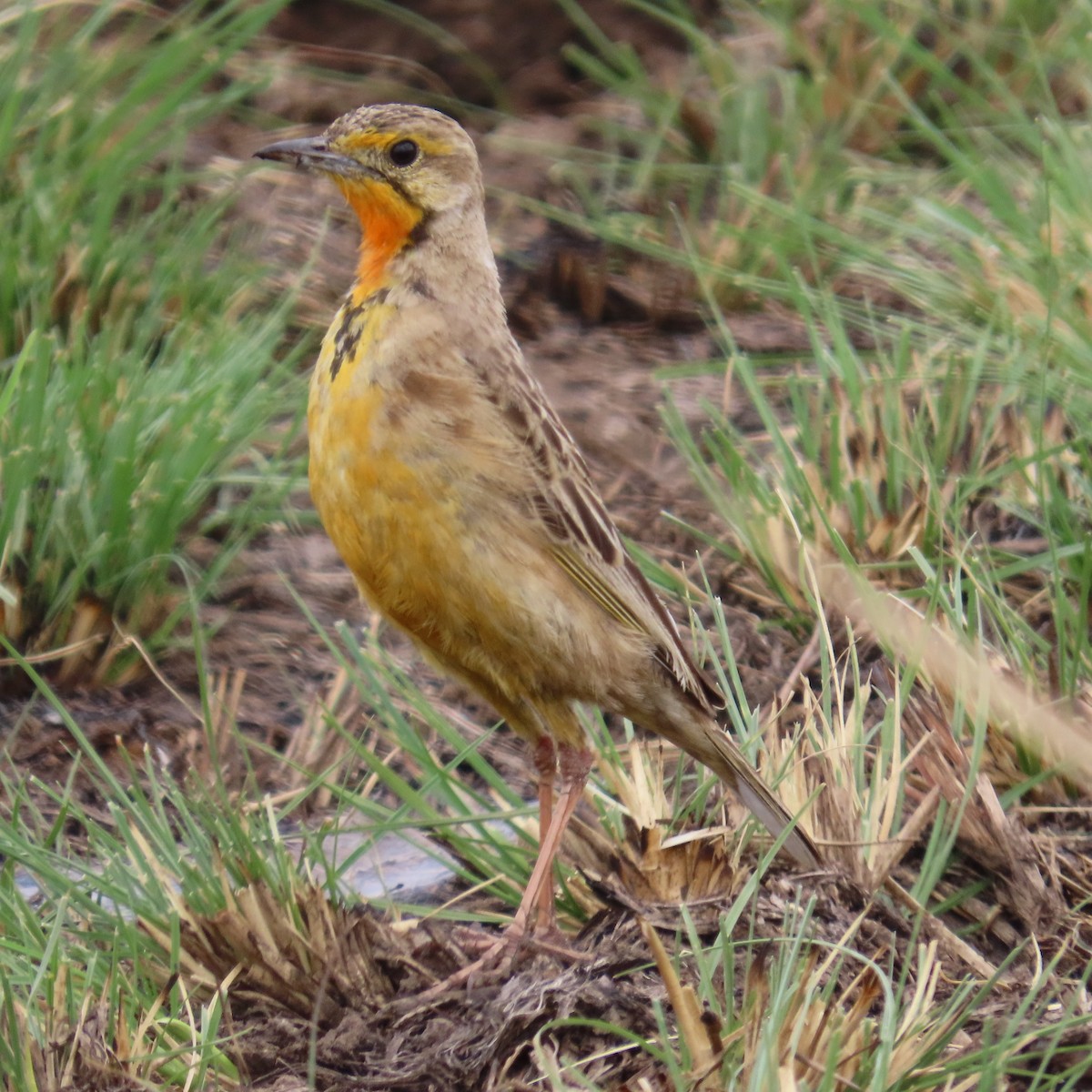 Kappieper - ML644632705