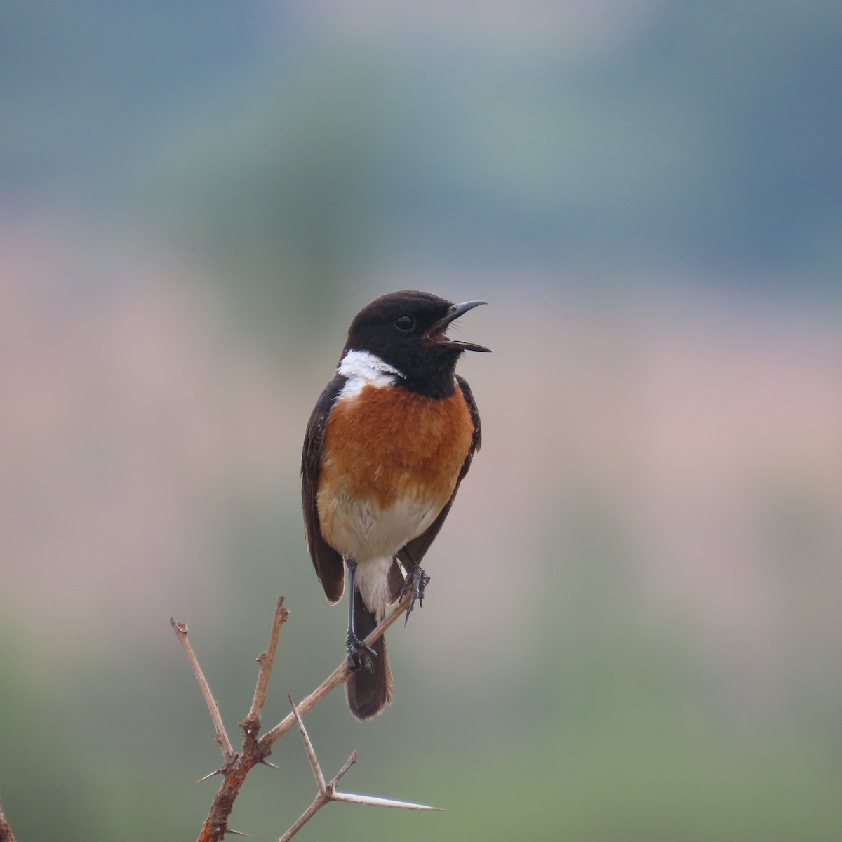 Afrikaschwarzkehlchen - ML644632709